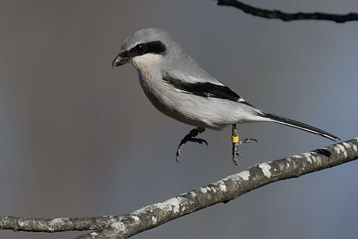 Loggerhead Shrike - ML646329367