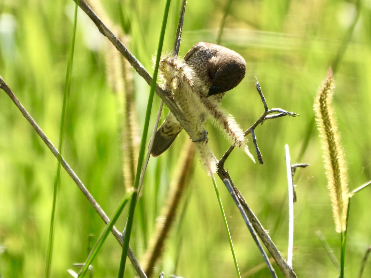Scaly-breasted Munia - ML646329368
