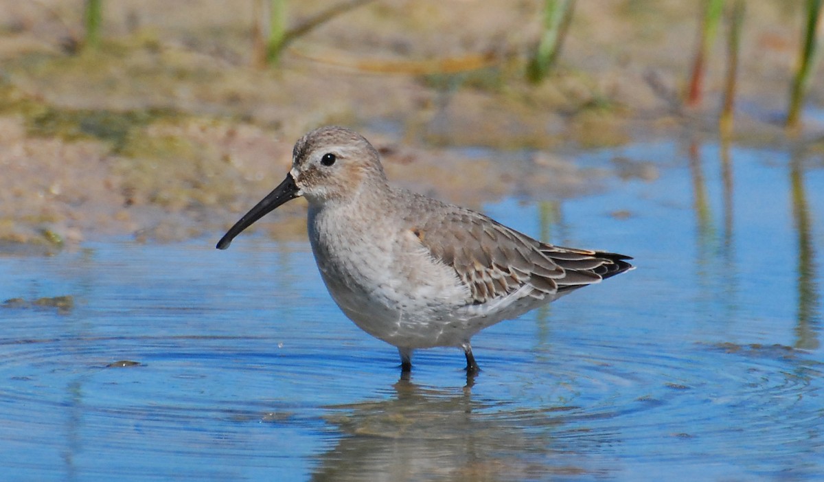 Dunlin - ML646329369