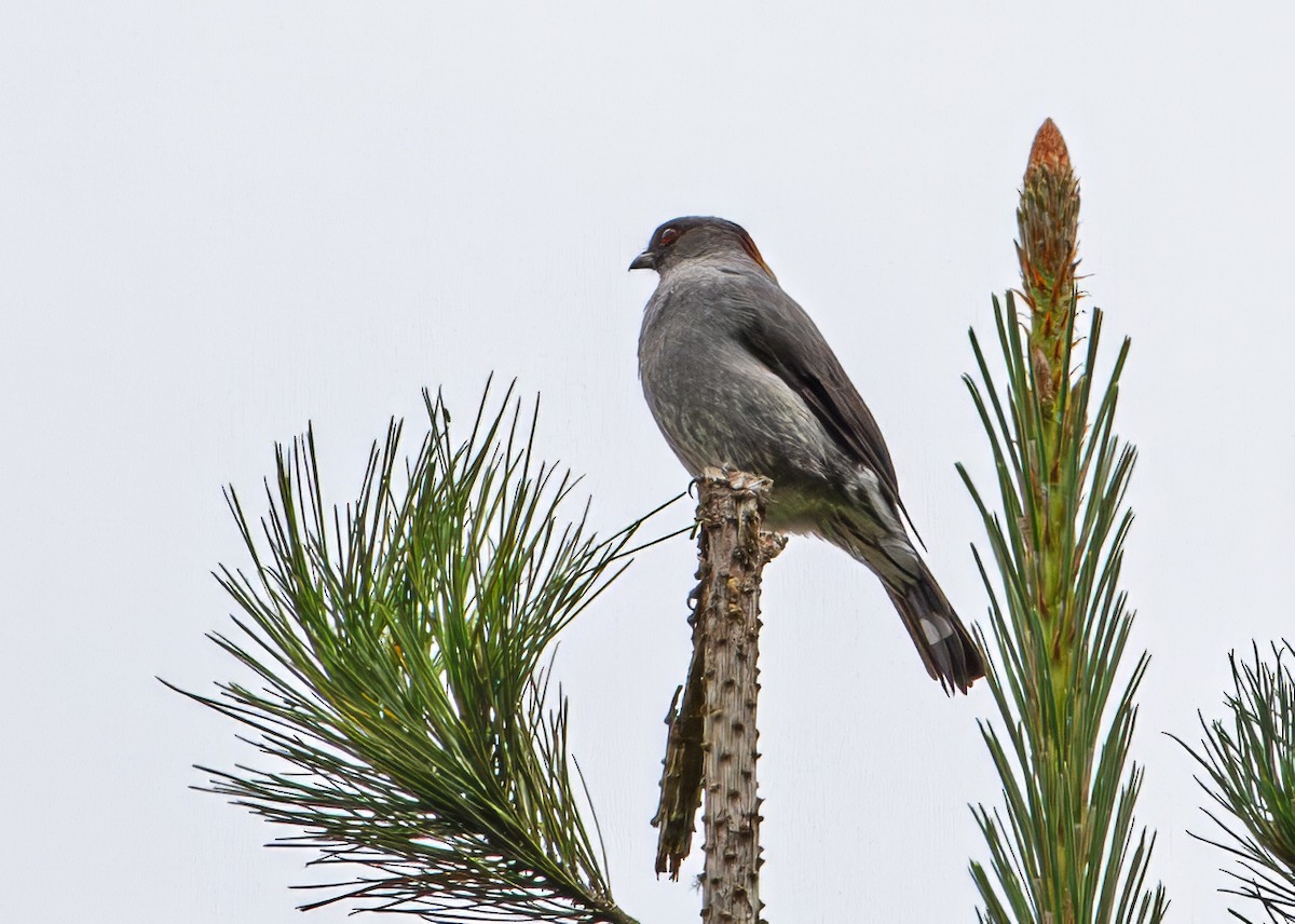 Red-crested Cotinga - ML646329370