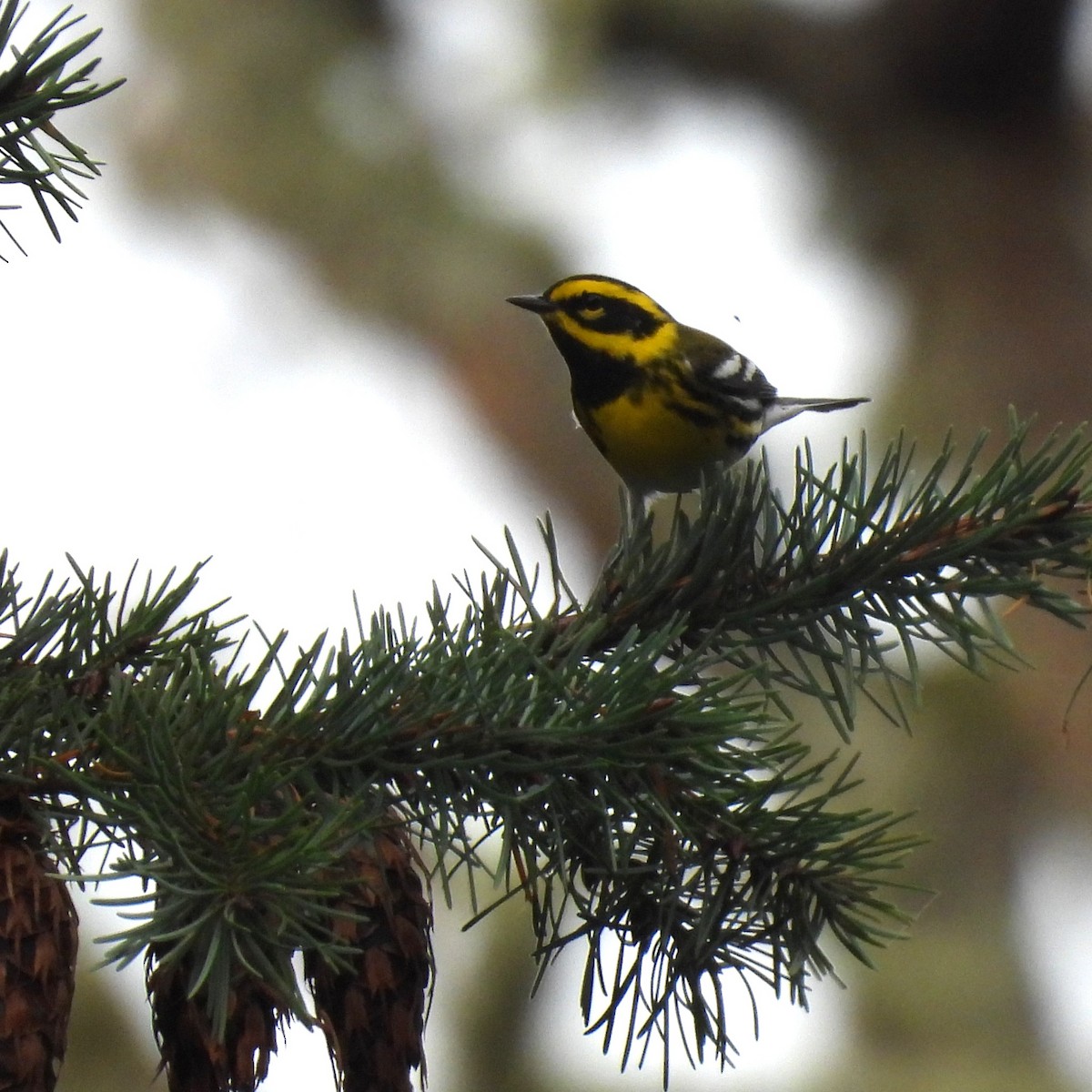 Townsend's Warbler - ML646329371