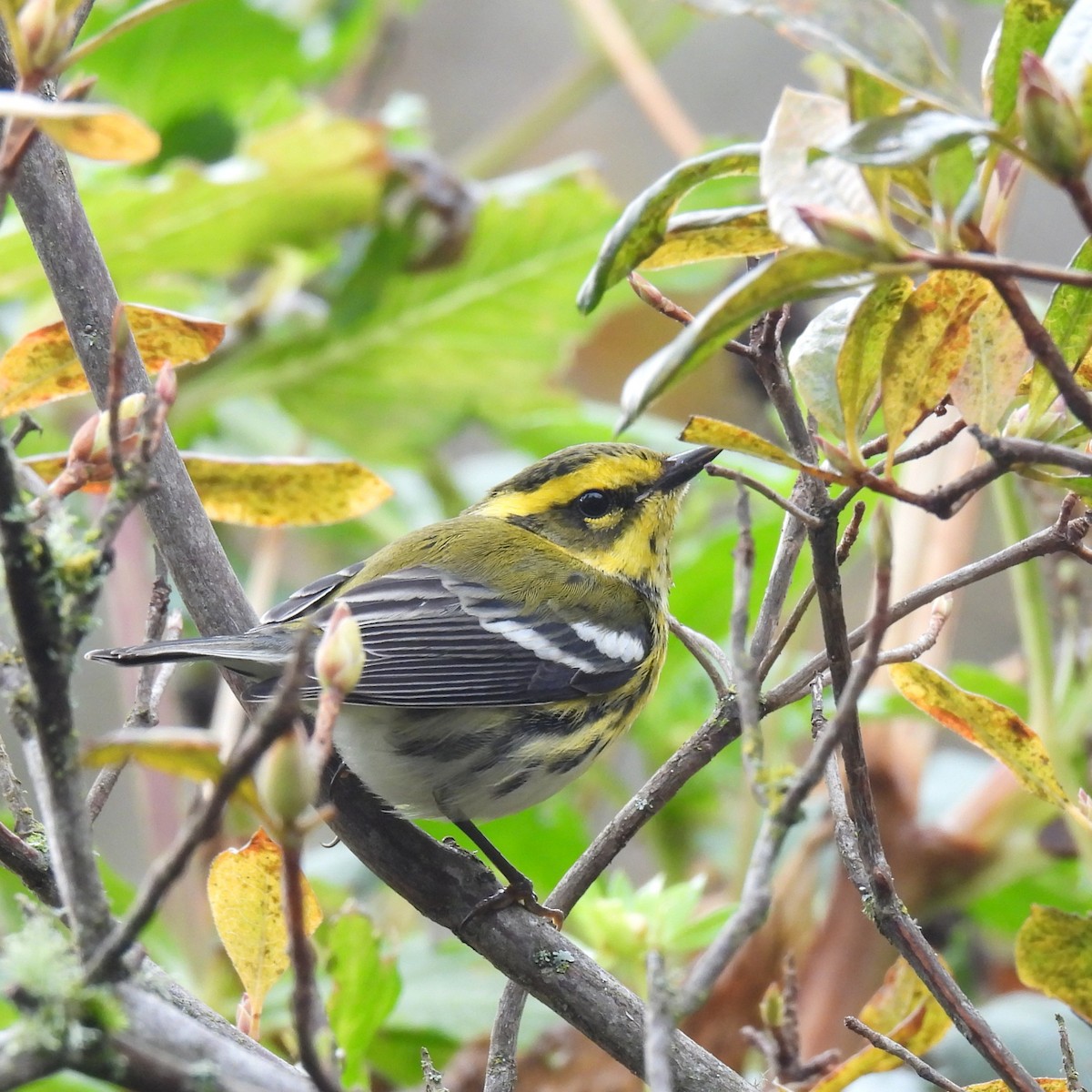 Townsend's Warbler - ML646329374