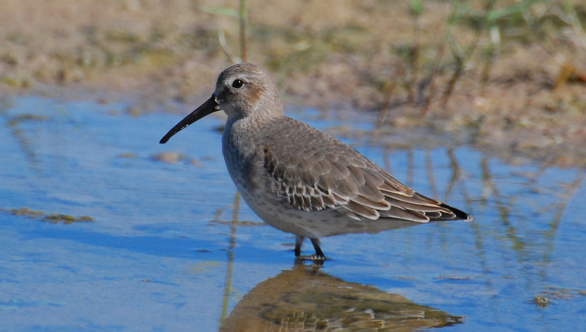 Dunlin - ML646329375