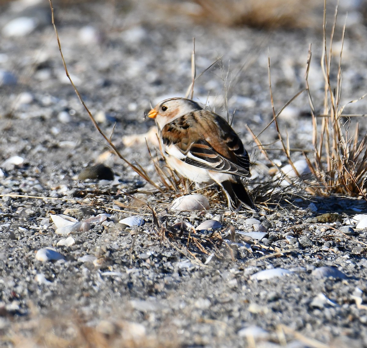 Snow Bunting - ML646329388