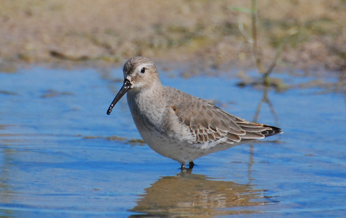Dunlin - ML646329390
