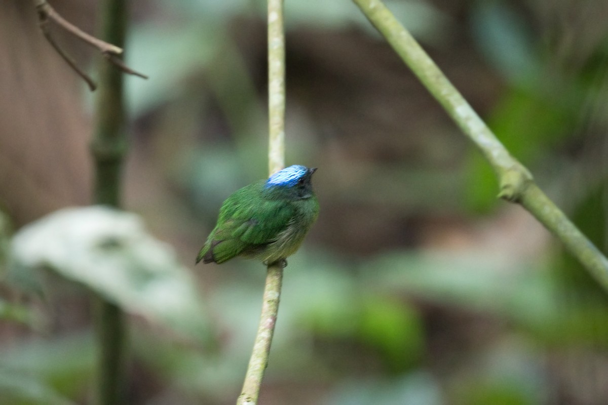 Blue-capped Manakin - ML646329391