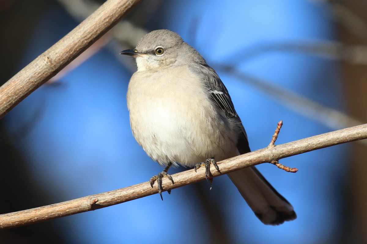 Northern Mockingbird - ML646329393
