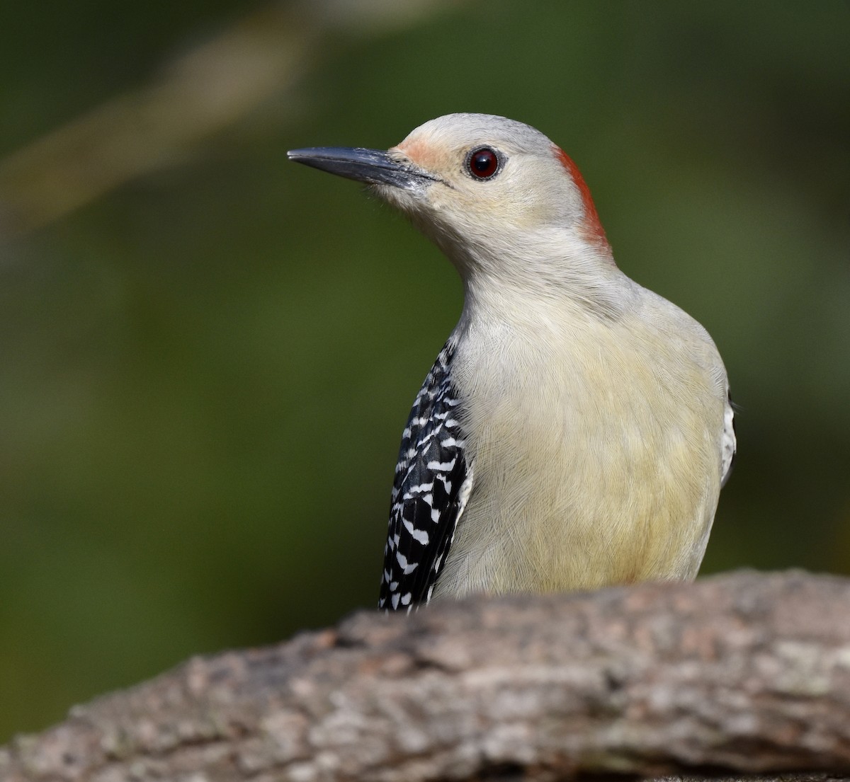 Red-bellied Woodpecker - ML646329395