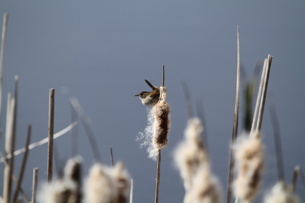 Marsh Wren - ML646329396