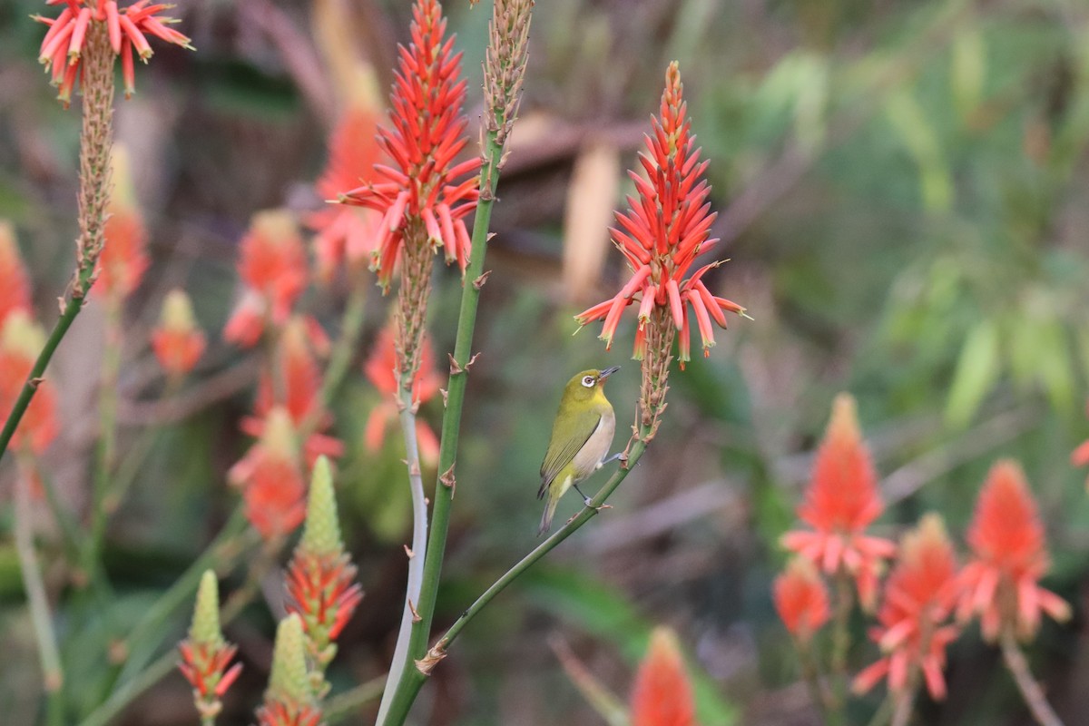 Окулярник японський - ML646329397