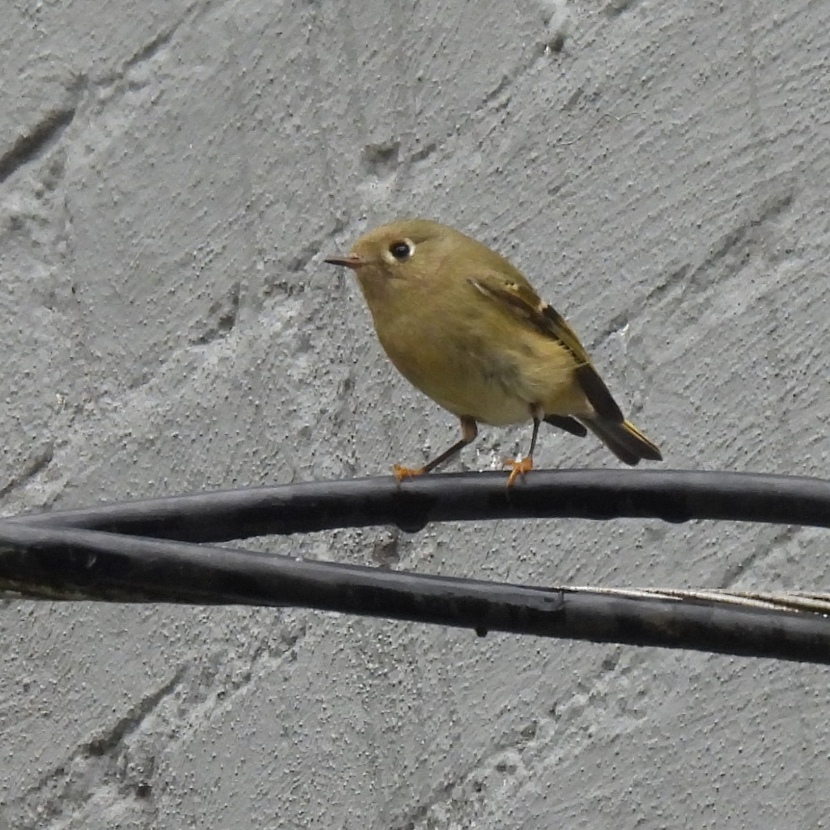 Ruby-crowned Kinglet - ML646329399