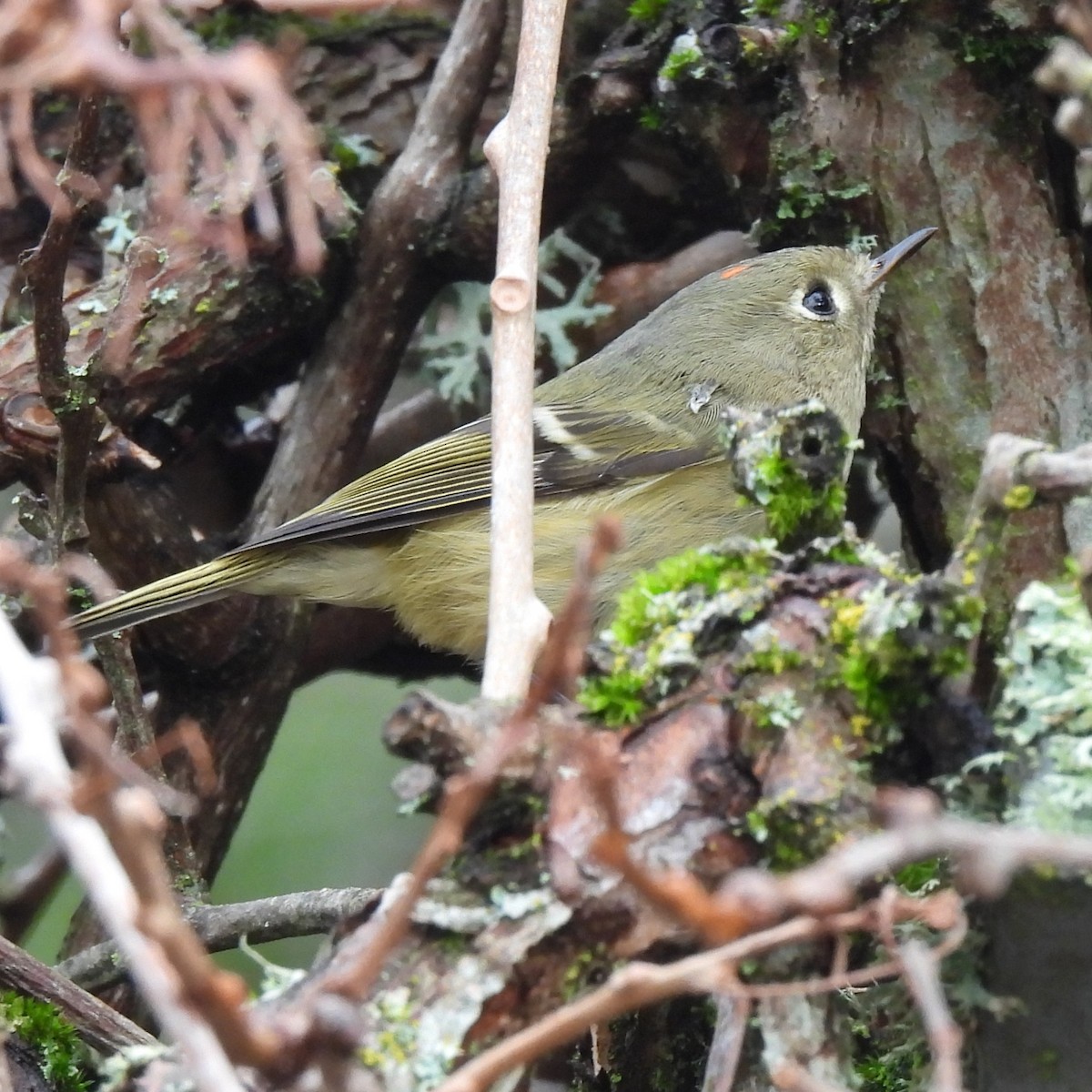 Ruby-crowned Kinglet - ML646329400