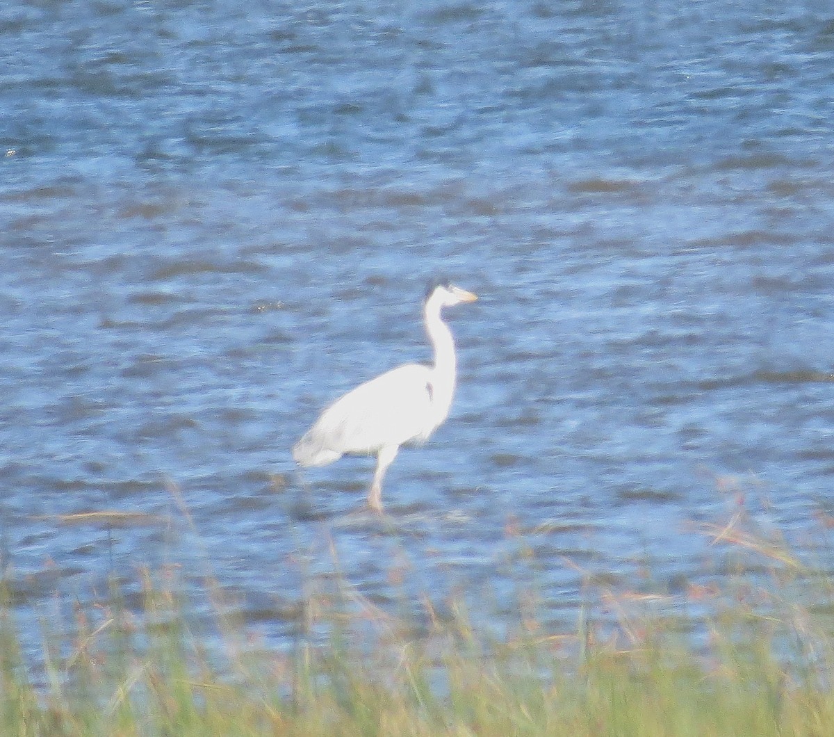 Cocoi Heron - ML646329402