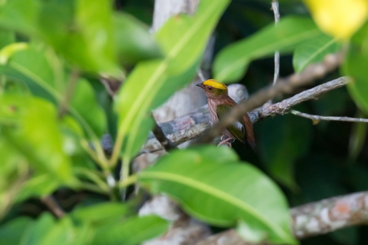 Fiery-capped Manakin - ML646329403