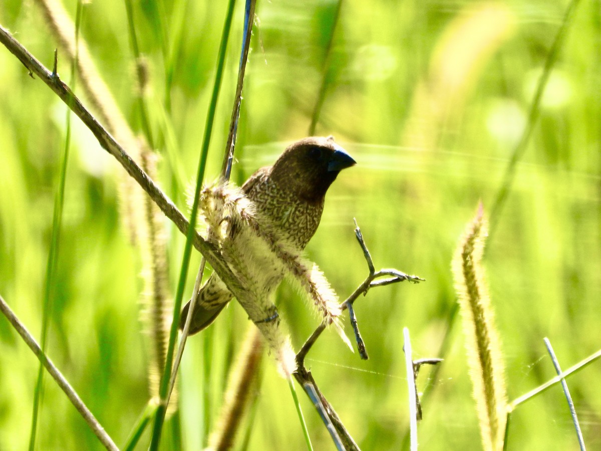Scaly-breasted Munia - ML646329407