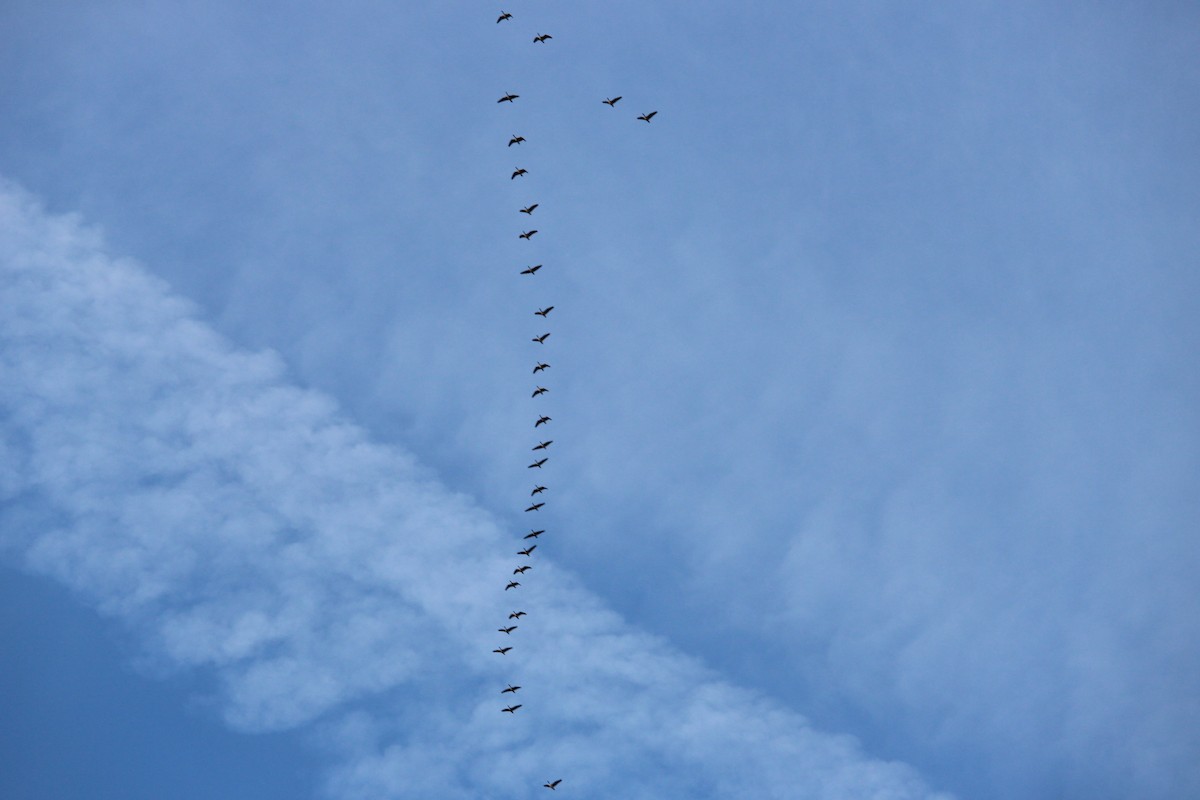 ברנטה קנדית - ML646329408