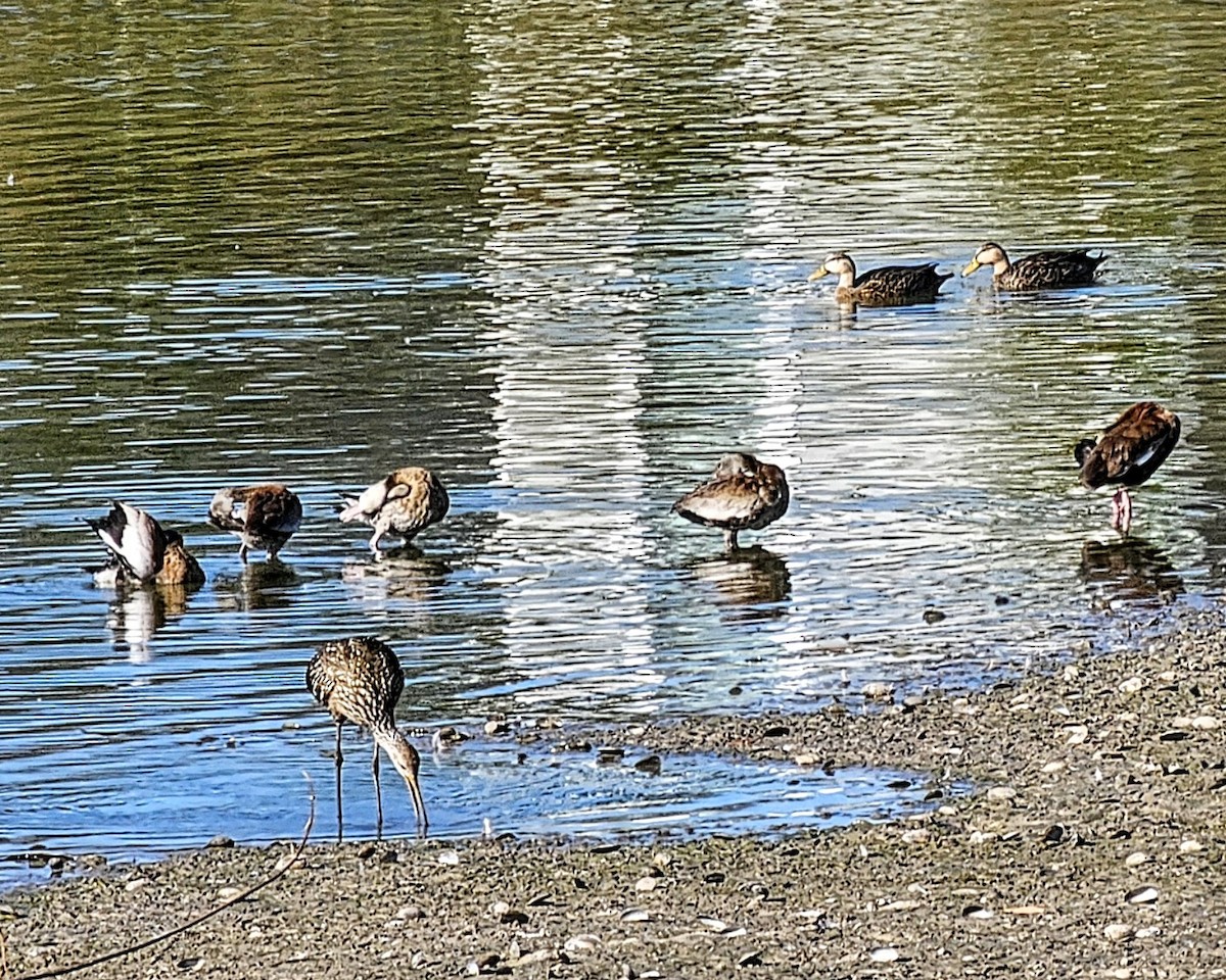 Black-bellied Whistling-Duck (Northern) - ML646329409