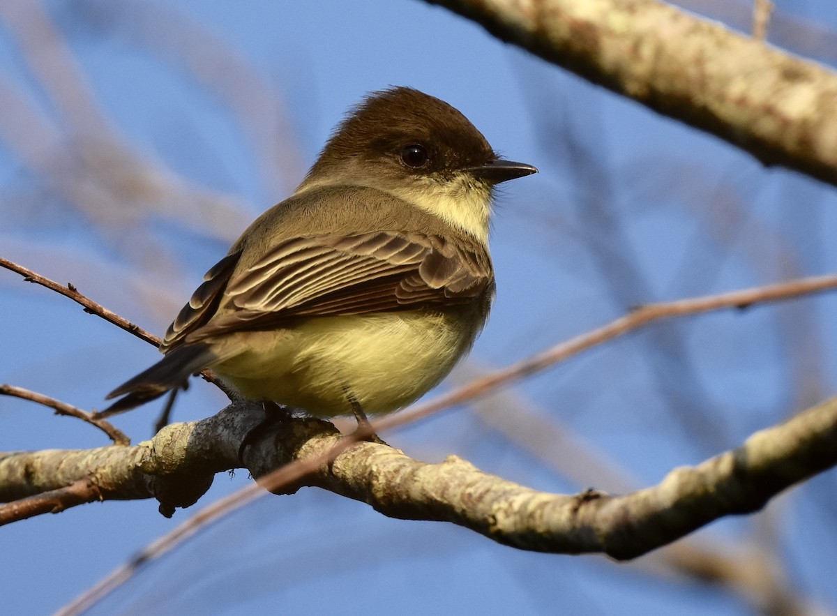 Mosquero Fibí - ML646329412