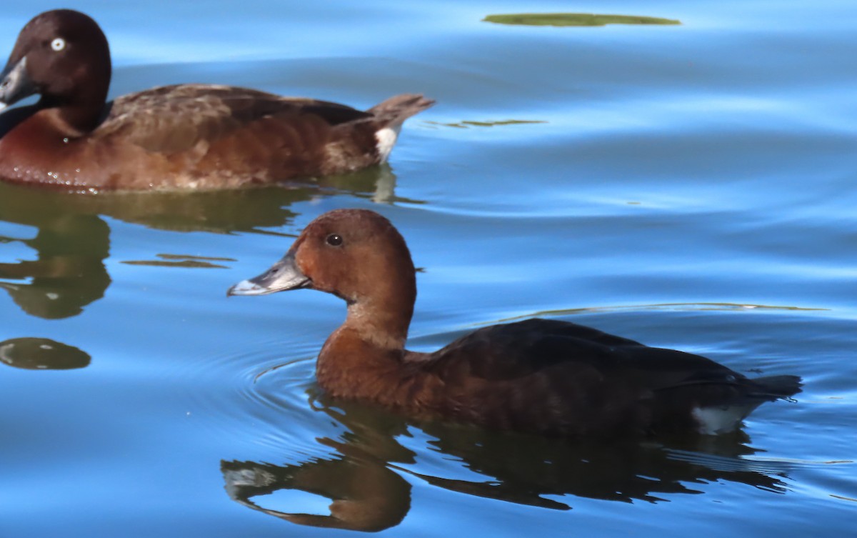 Hardhead - ML646329413