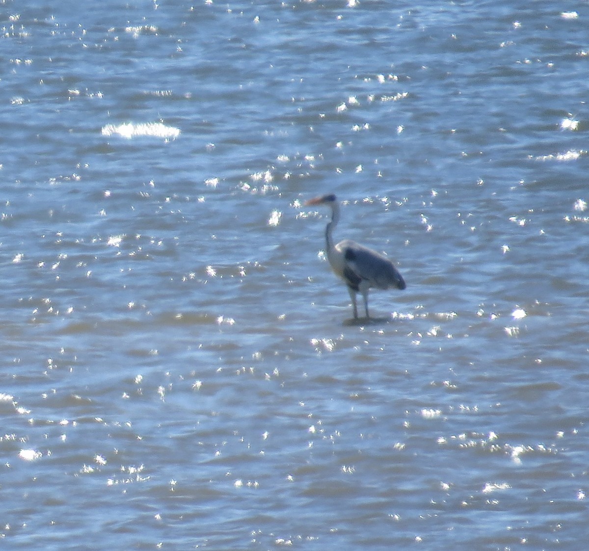 Cocoi Heron - ML646329416