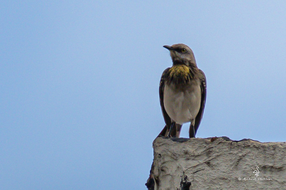 Tropikal Taklitçi - ML646329417