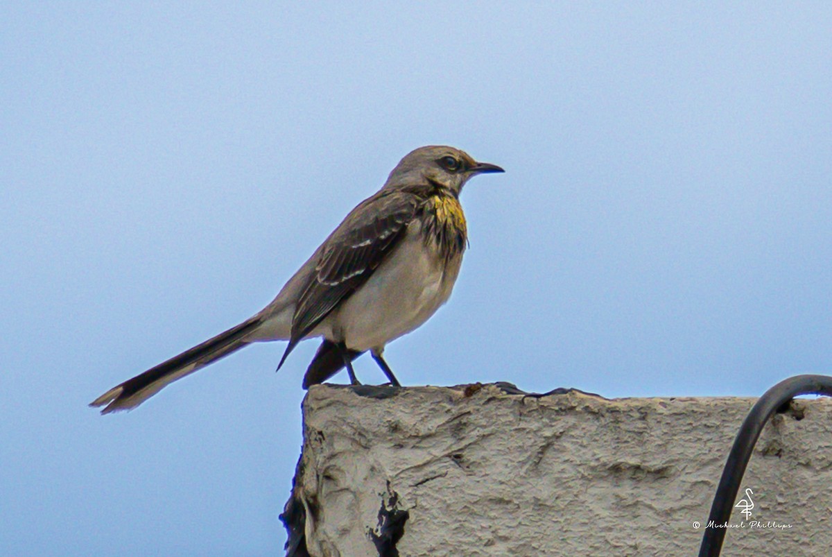 Tropikal Taklitçi - ML646329418