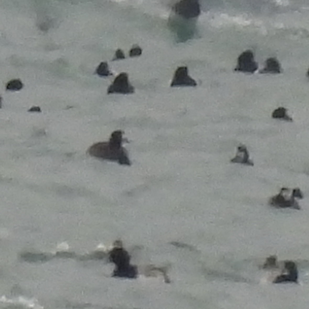 Greater Scaup - ML646329420