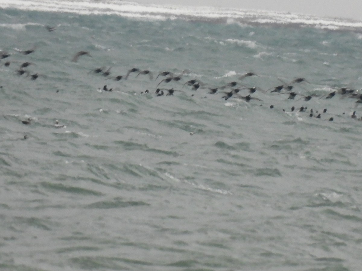 Greater Scaup - ML646329422