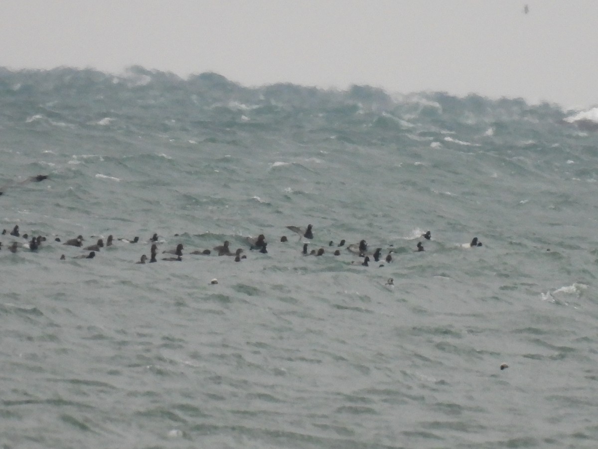 Greater Scaup - ML646329425