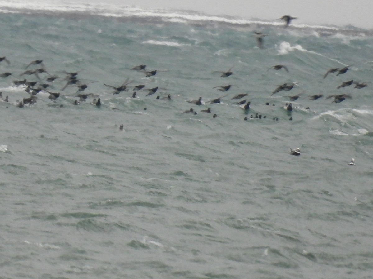 Greater Scaup - ML646329427