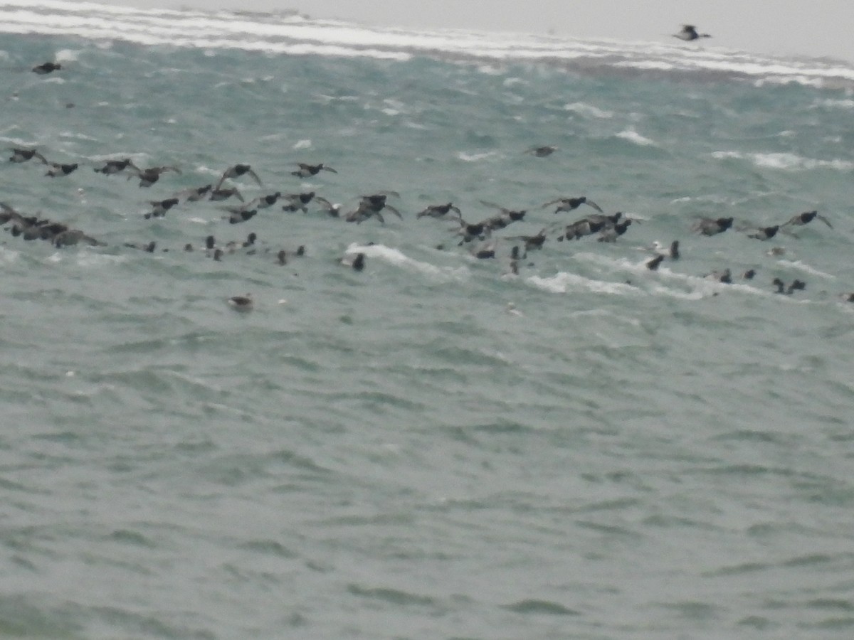 Greater Scaup - ML646329428