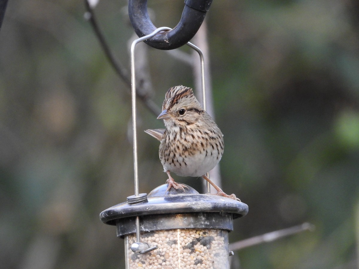 Lincoln's Sparrow - ML646329429
