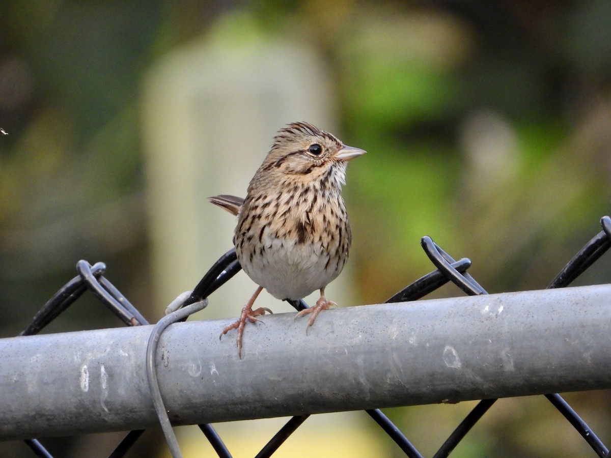 Lincoln's Sparrow - ML646329430