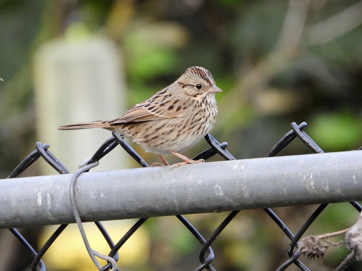 Lincoln's Sparrow - ML646329431