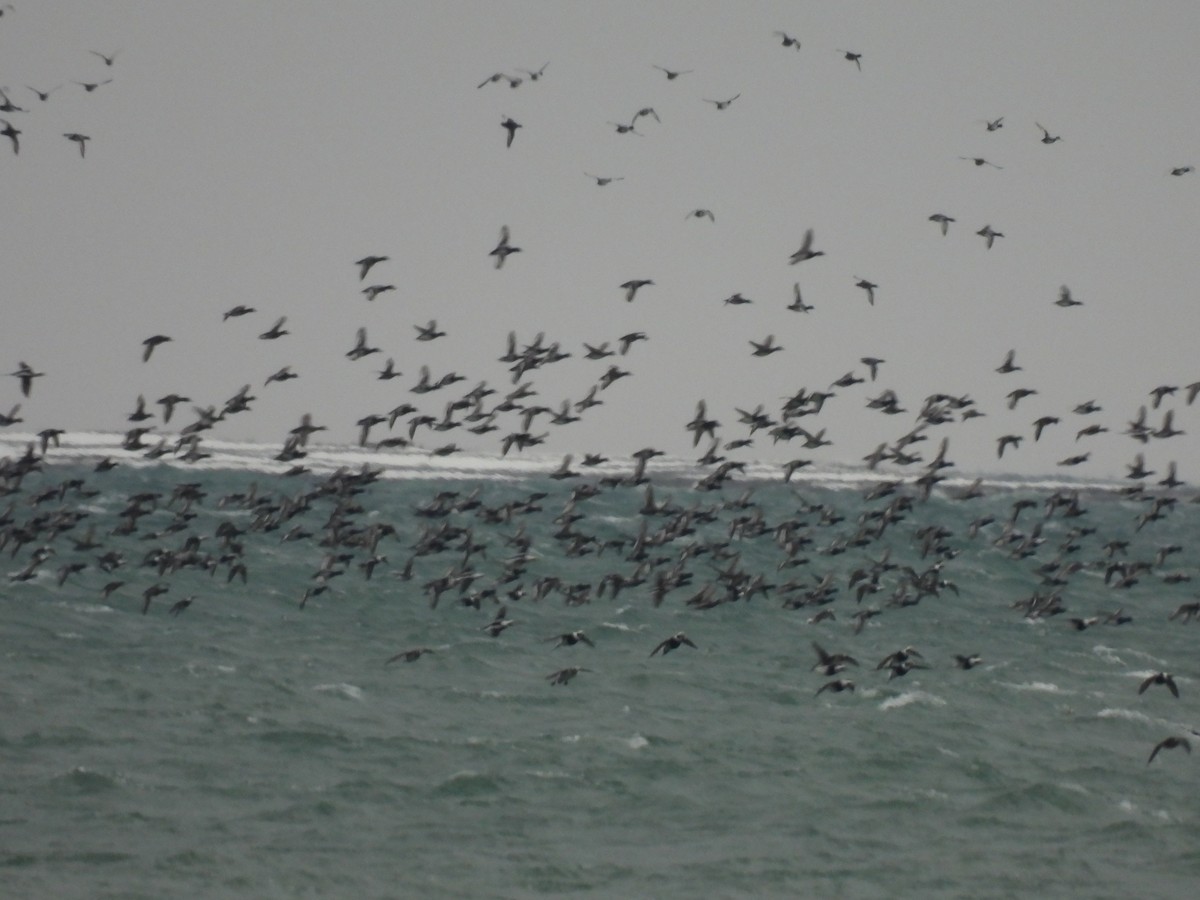 Greater Scaup - ML646329432