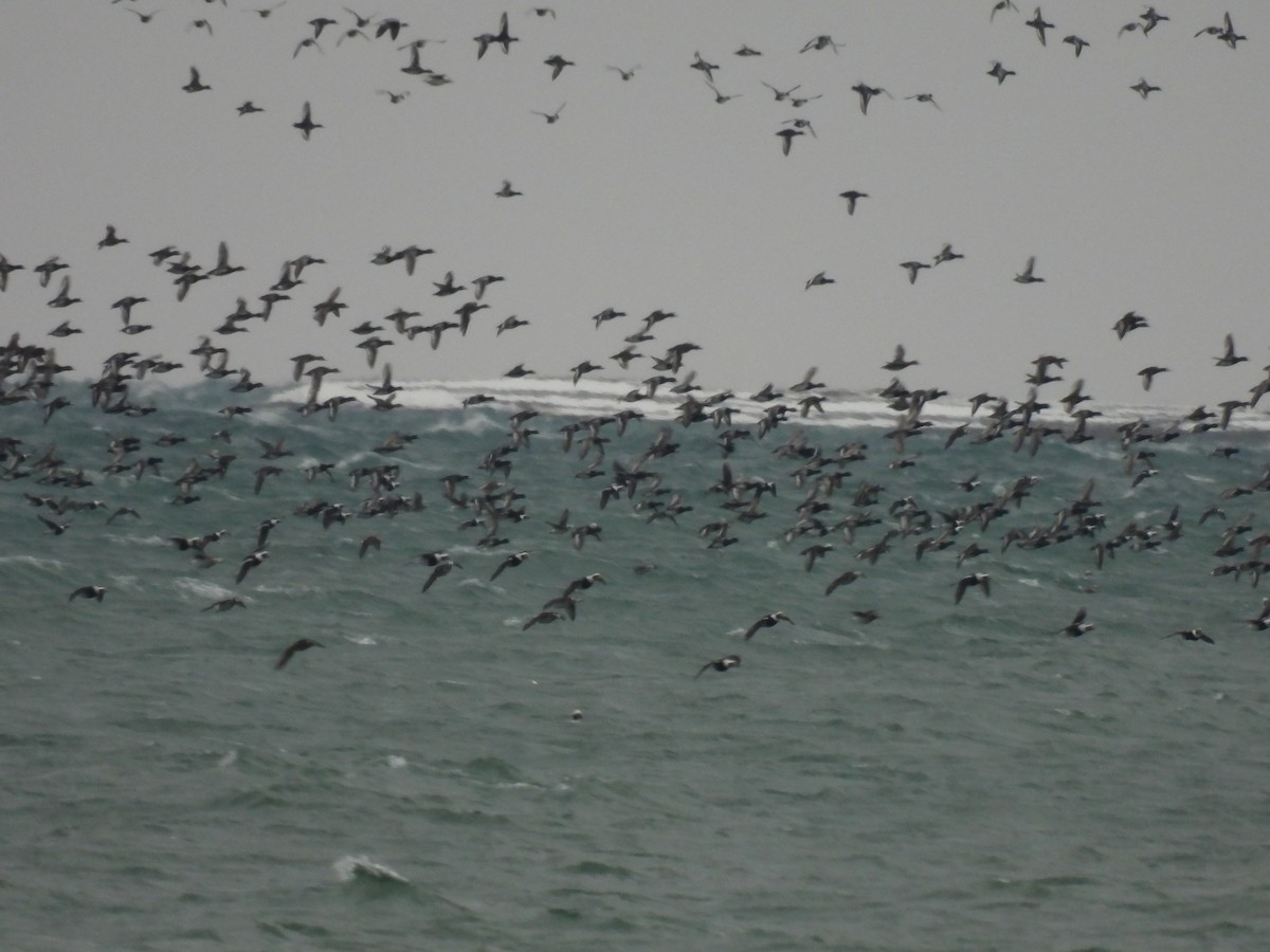 Greater Scaup - ML646329433