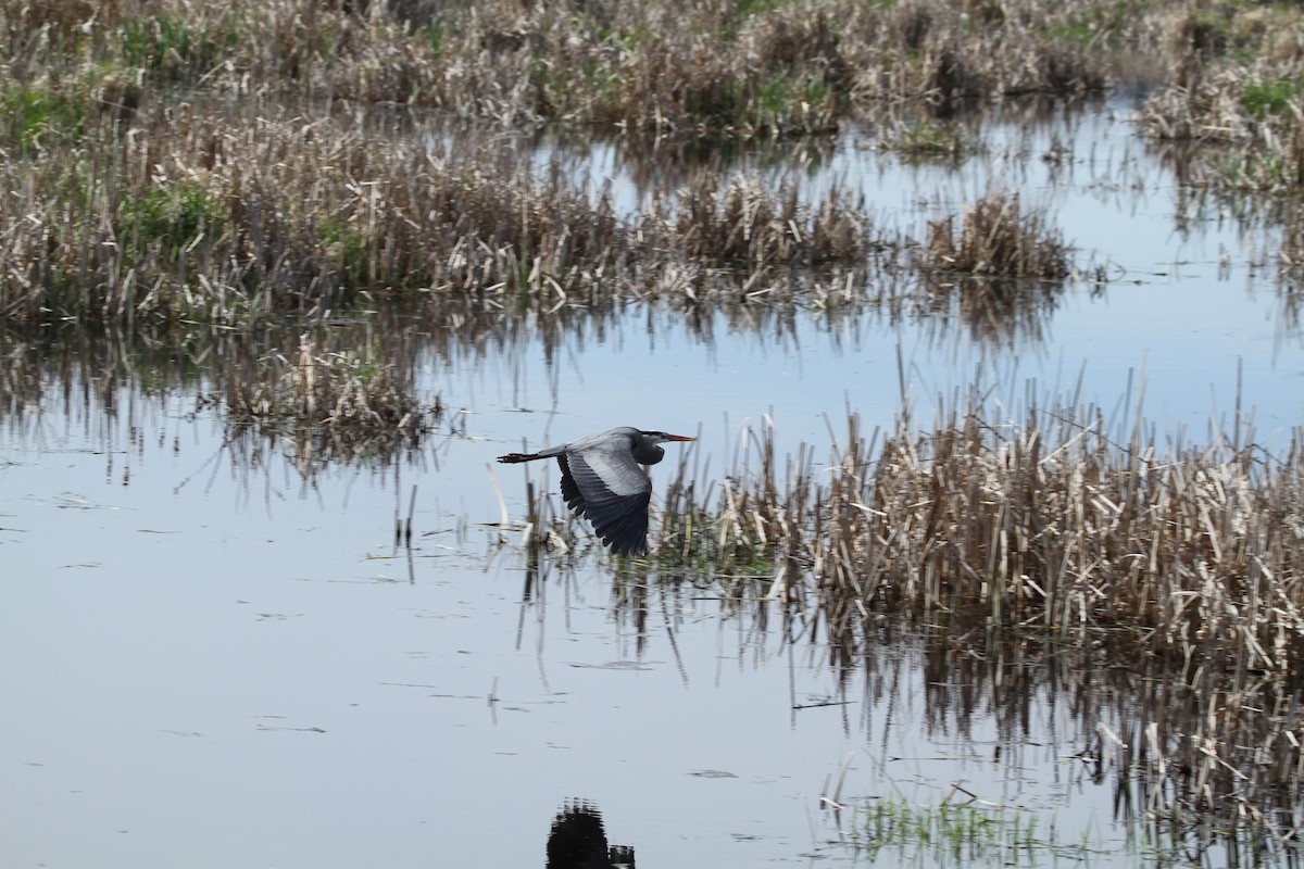 Great Blue Heron - ML646329434