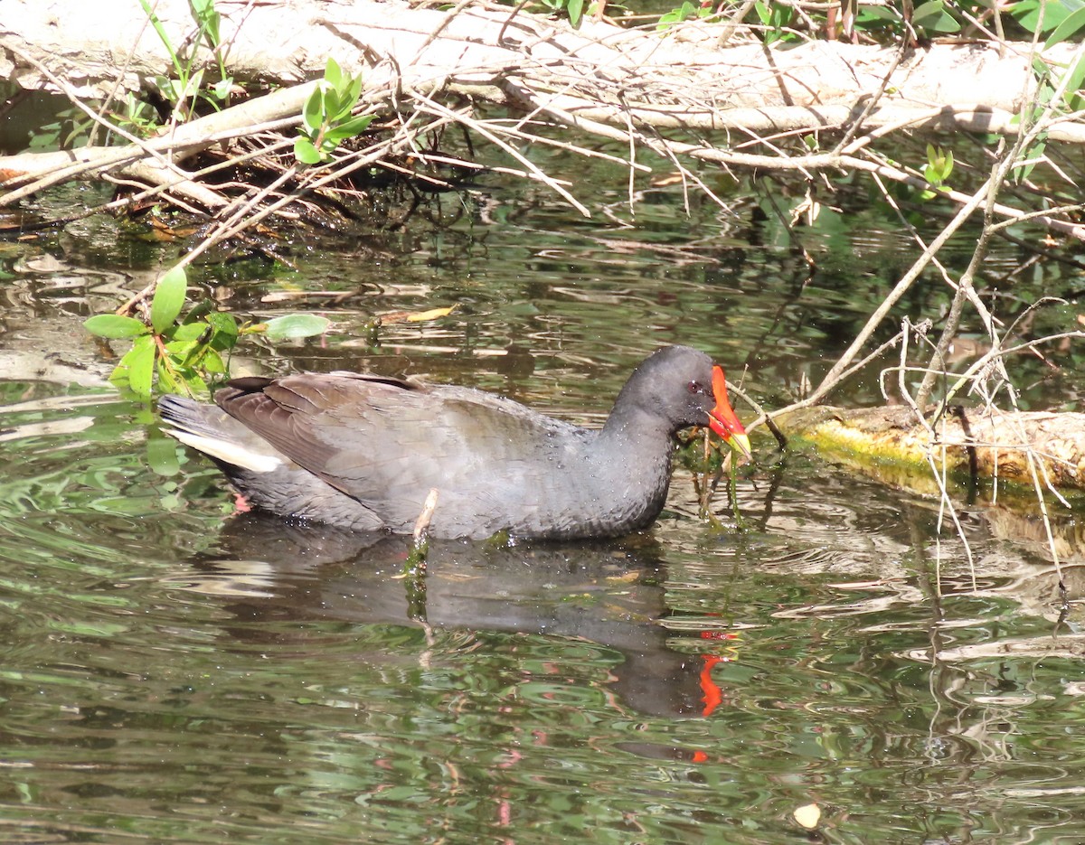 Курочка чорна - ML646329436