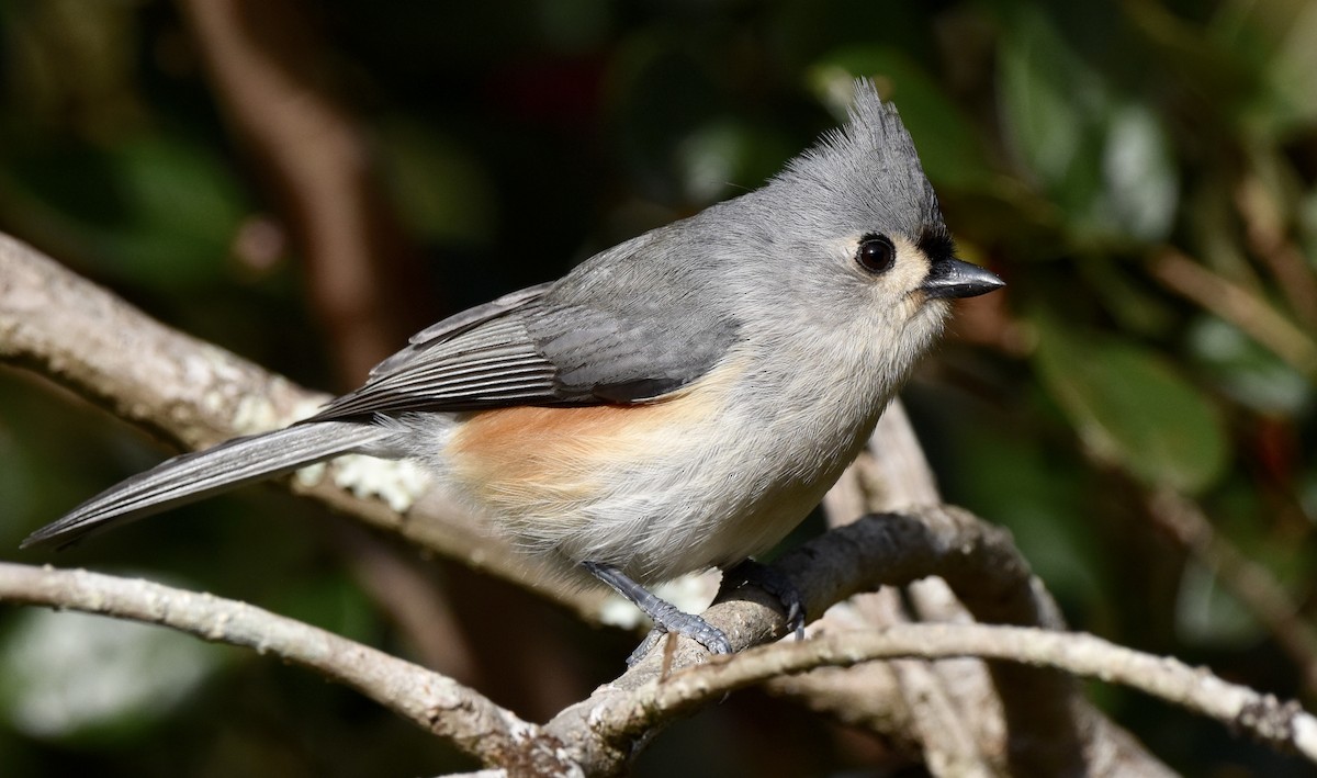 Tufted Titmouse - ML646329437