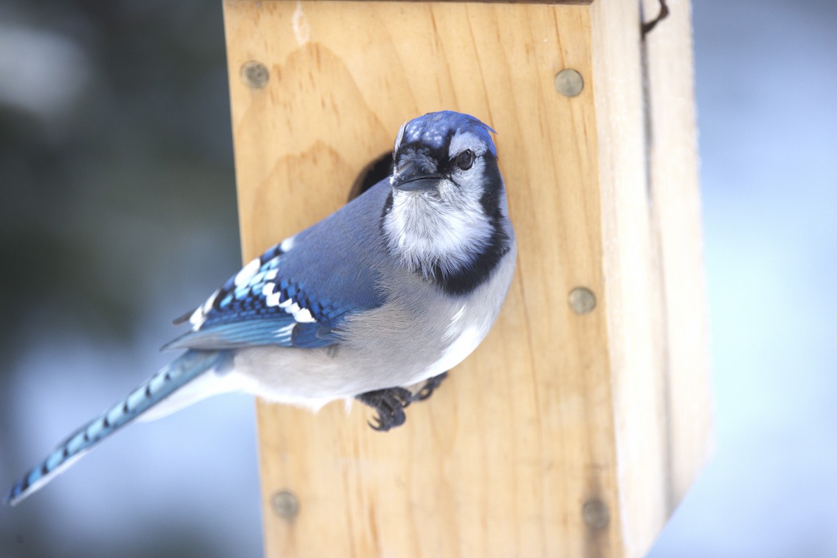 Blue Jay - ML646329445