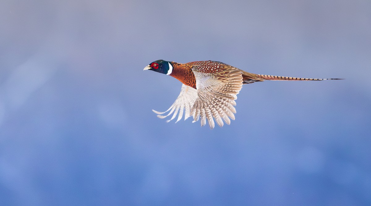 Ring-necked Pheasant - ML646329446