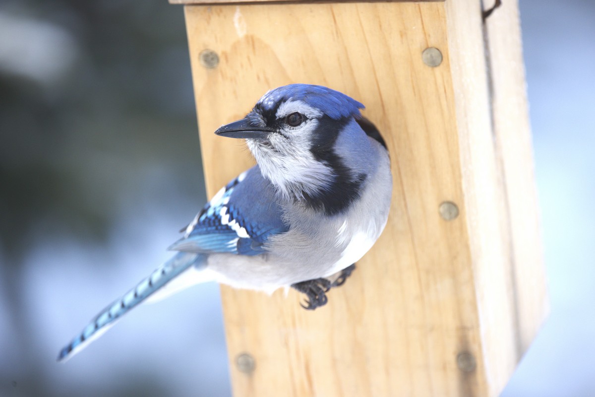 Blue Jay - ML646329447