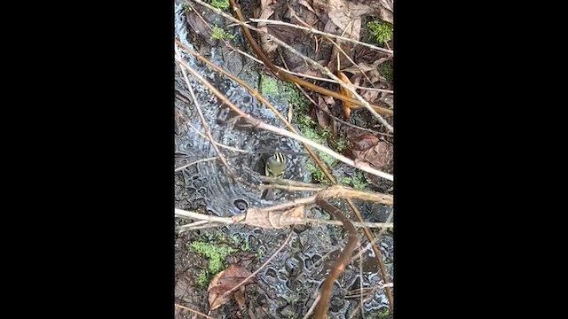 Golden-crowned Kinglet - ML646329450