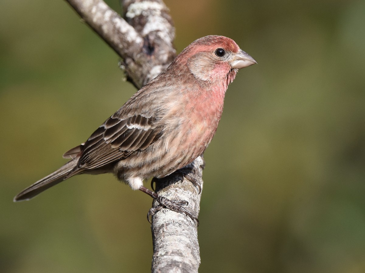House Finch - ML646329454