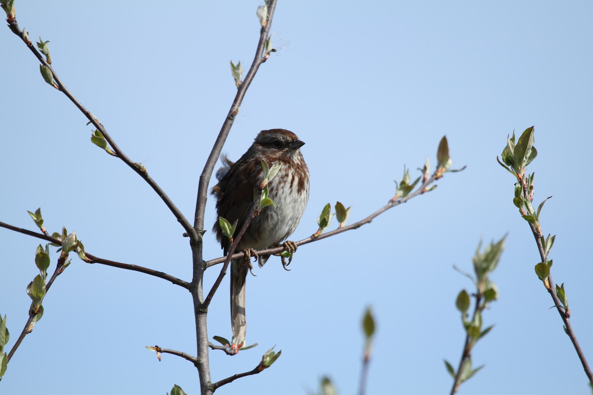 Song Sparrow - ML646329455