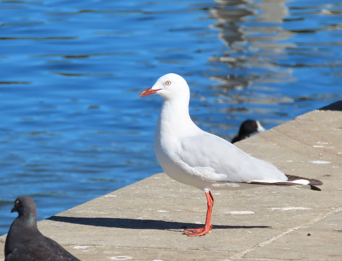 Мартин австралійський - ML646329456