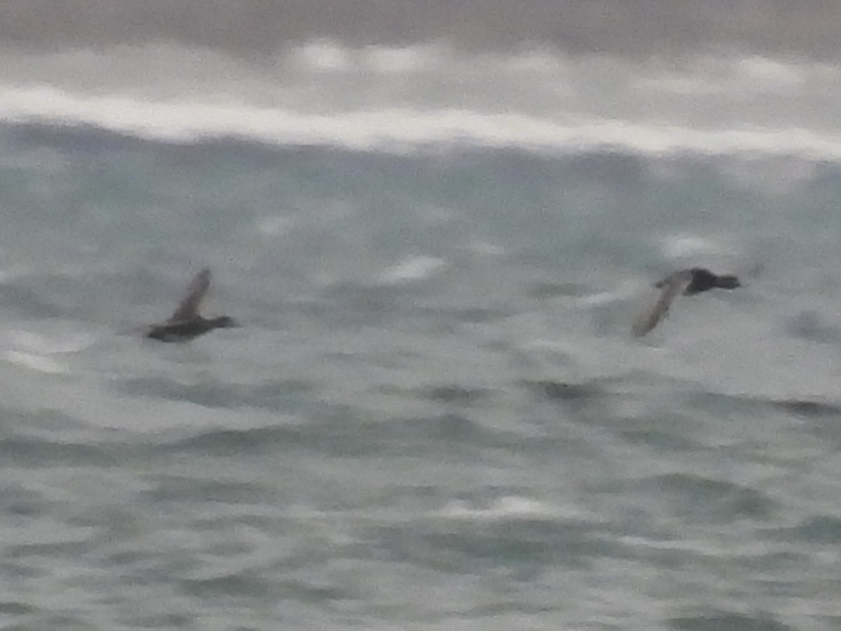 Greater Scaup - ML646329457