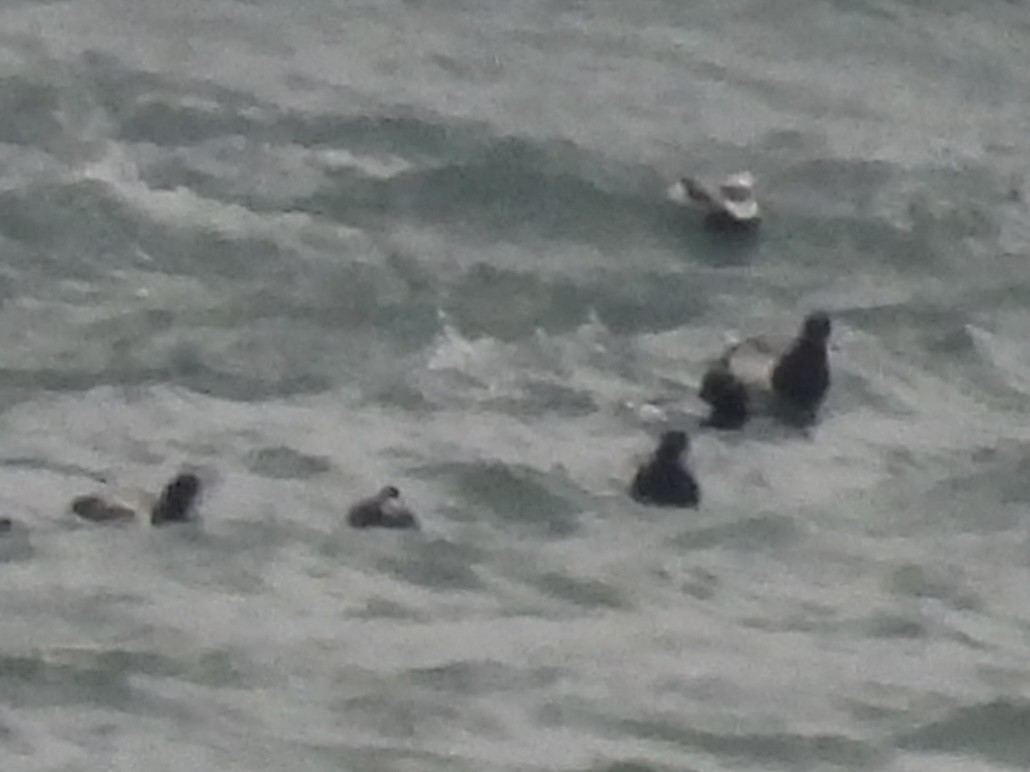 Greater Scaup - ML646329458