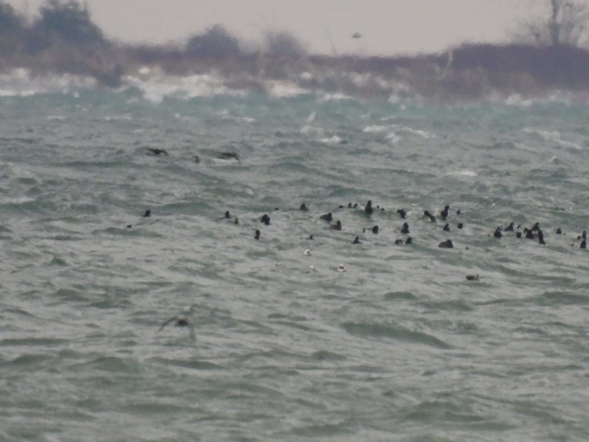 Greater Scaup - ML646329459