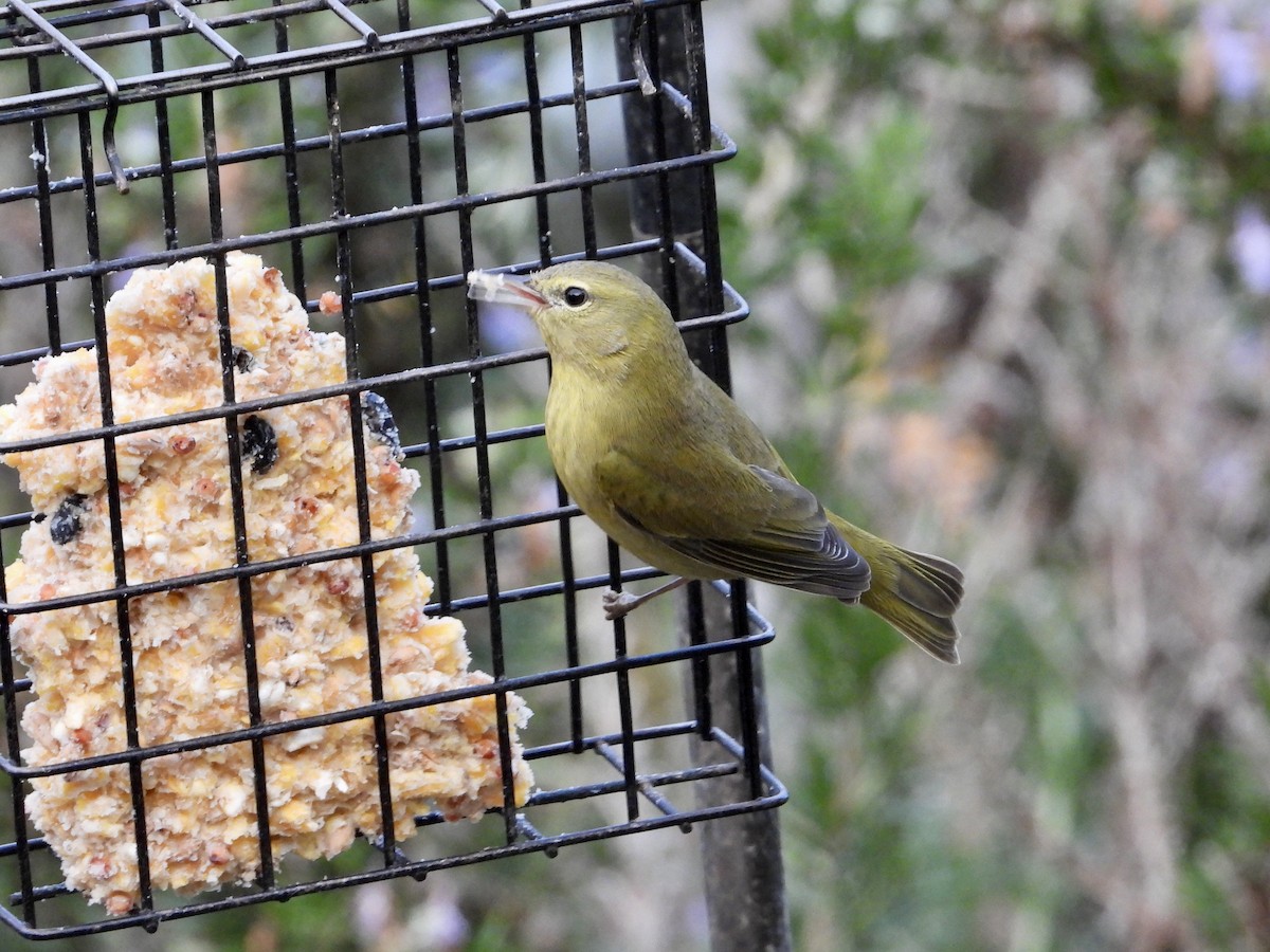 Orange-crowned Warbler - ML646329460